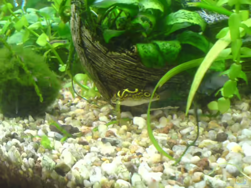 Einrichtungsbeispiele für Aquarien mit Palembang-Kugelfisch (Tetraodon biocellatus)