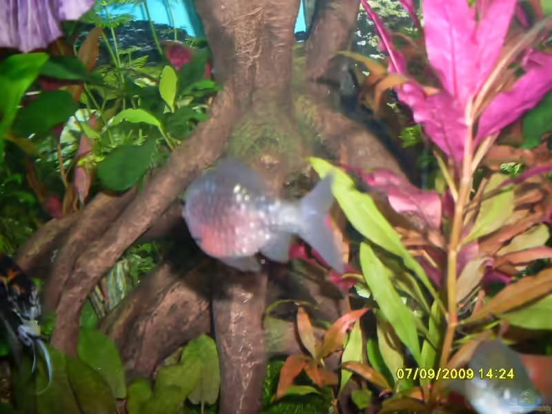 Einrichtungsbeispiele für Aquarien mit Pethia nigrofasciata (Purpurkopfbarbe)
