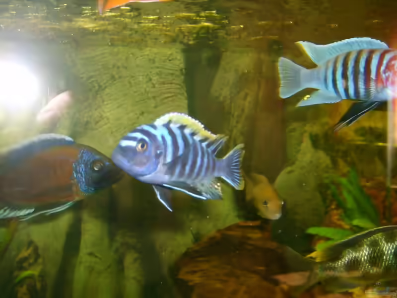 Einrichtungsbeispiele für Cynotilapia sp. "lion"