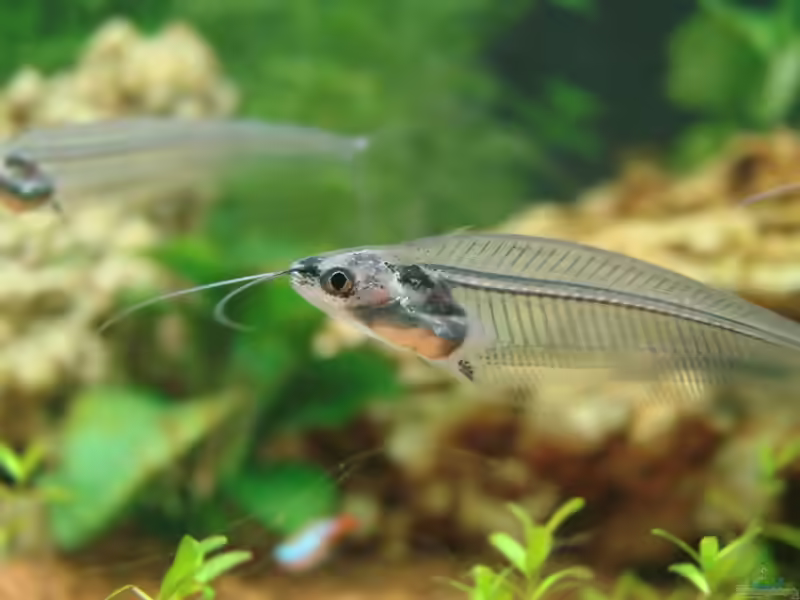 Einrichtungsbeispiele für den Indischen Glaswels (Kryptopterus vitreolus)