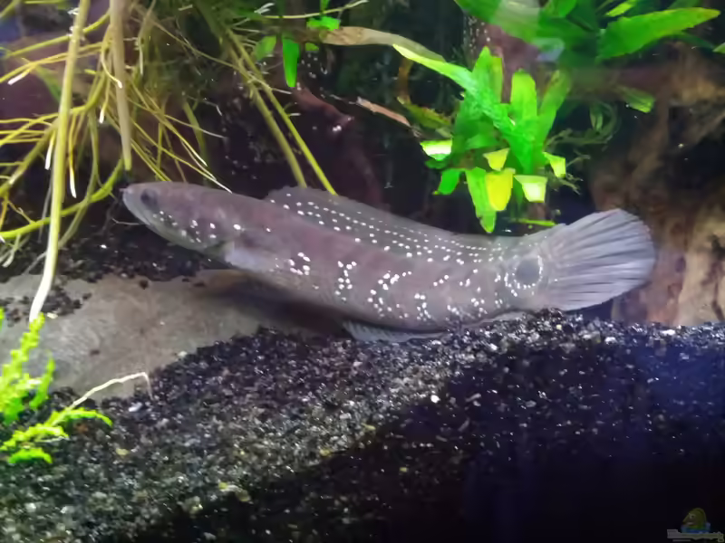 Einrichtungsbeispiele für die Haltung von Channa asiatica (Asiatischer Schlangenkopffisch) im Aquarium