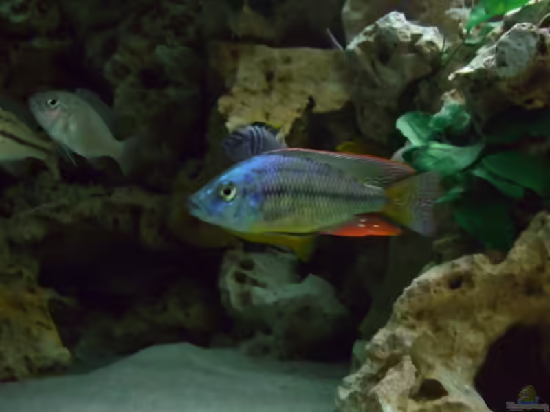 Einrichtungsbeispiele für die Haltung von Dimidiochromis strigatus im Aquarium