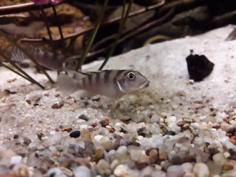 Einrichtungsbeispiele für die Haltung von Nanochromis transvestitus (Transvestitenbuntbarsch) im Aquarium