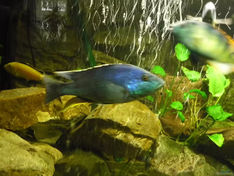 Einrichtungsbeispiele für die Haltung von Nimbochromis polystigma (Vielfleckmaulbrüter) im Aquarium