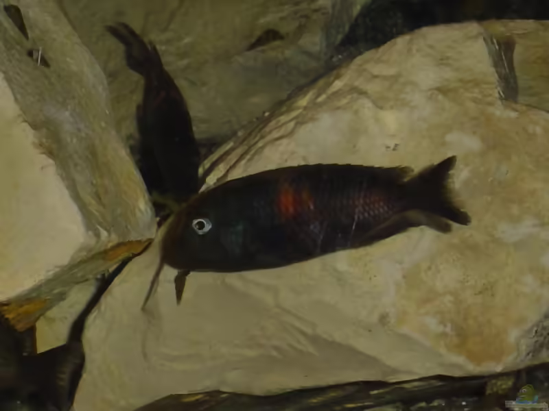 Einrichtungsbeispiele für die Haltung von Tropheus moorii "Bulu Point" im Aquarium