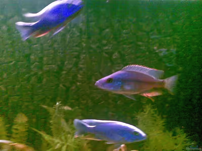 Einrichtungsbeispiele für Sciaenochromis ahli