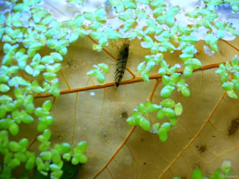 Einrichtungsbeispiele mit Caridina sp. Tiger (Tiger-Zwerggarnele)