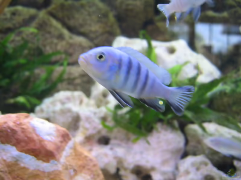 Einrichtungsbeispiele mit Cynotilapia pulpican (Pseudotropheus kingsizei, Metriaclima pulpican)