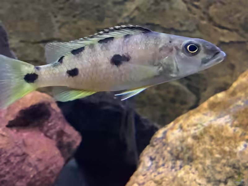 Einrichtungsbeispiele mit Exochochromis anagenys