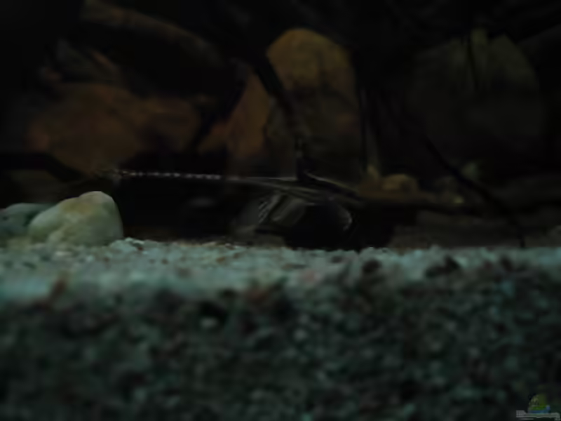 Erlenzapfen im Aquarium verwenden (Einrichtungsbeispiele, die Erlenzapfen anwenden)