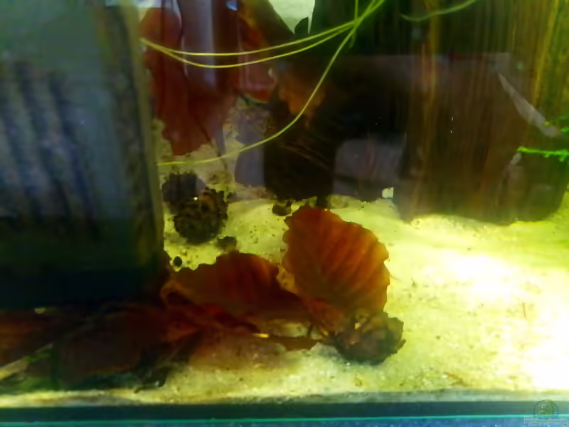 Erlenzapfen im Aquarium verwenden (Einrichtungsbeispiele, die Erlenzapfen anwenden)