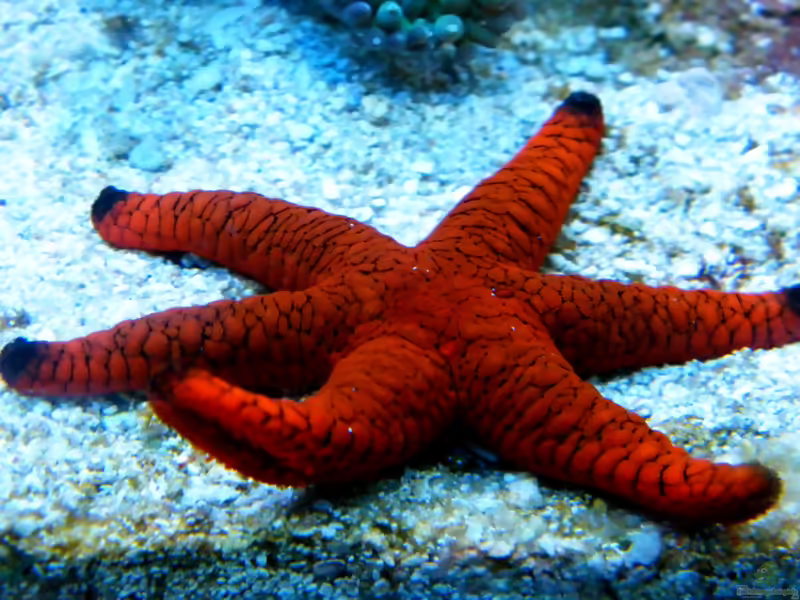 Fromia indica im Aquarium halten (Einrichtungsbeispiele für Indischer Seestern)
