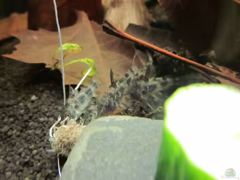 Fütterung mit Tubifex (Zierfischfutter)