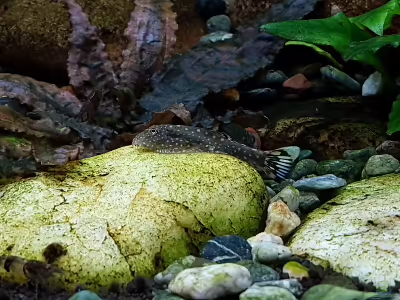 Gastromyzon ctenocephalus im Aquarium halten (Einrichtungsbeispiele für Stachelkopf-Flossensauger)
