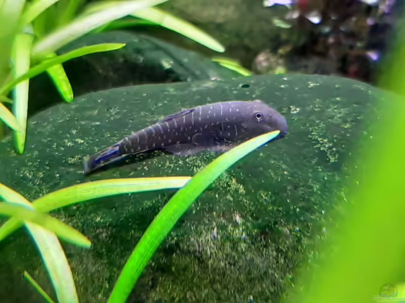Gastromyzon viriosus im Aquarium halten (Einrichtungsbeispiele für Zebra-Flossensauger)