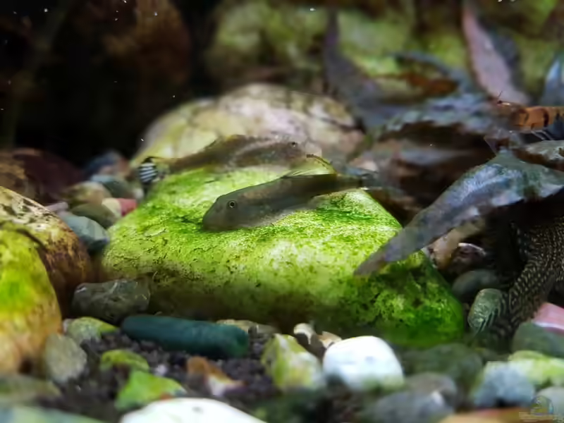 Gastromyzon zebrinus im Aquarium halten (Einrichtungsbeispiele für Gastromyzon zebrinus)