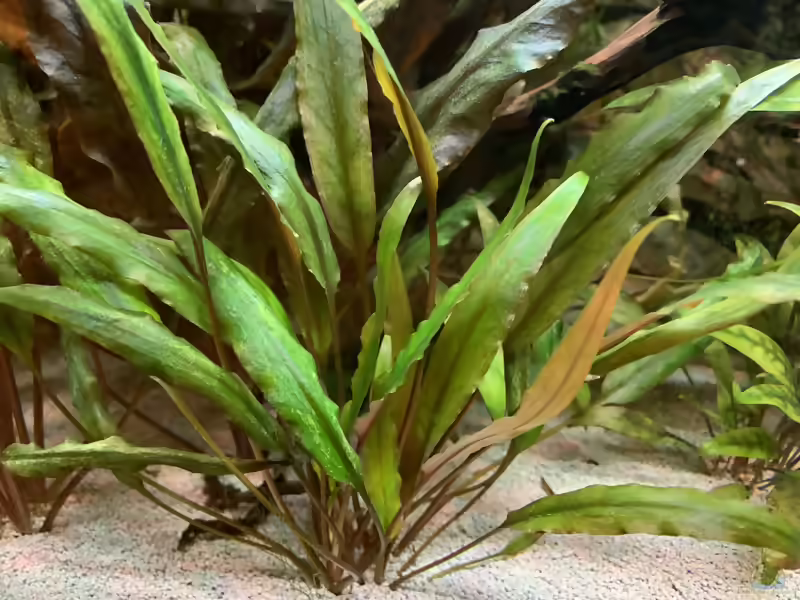 Gewelltblättriger Wasserkelch im Aquarium pflegen (Einrichtungsbeispiele für Cryptocoryne undulata)