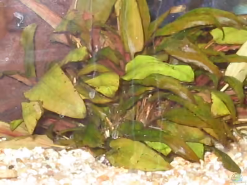 Gewimperter Wasserkelch im Aquarium pflegen (Einrichtungsbeispiele für Cryptocoryne ciliata)