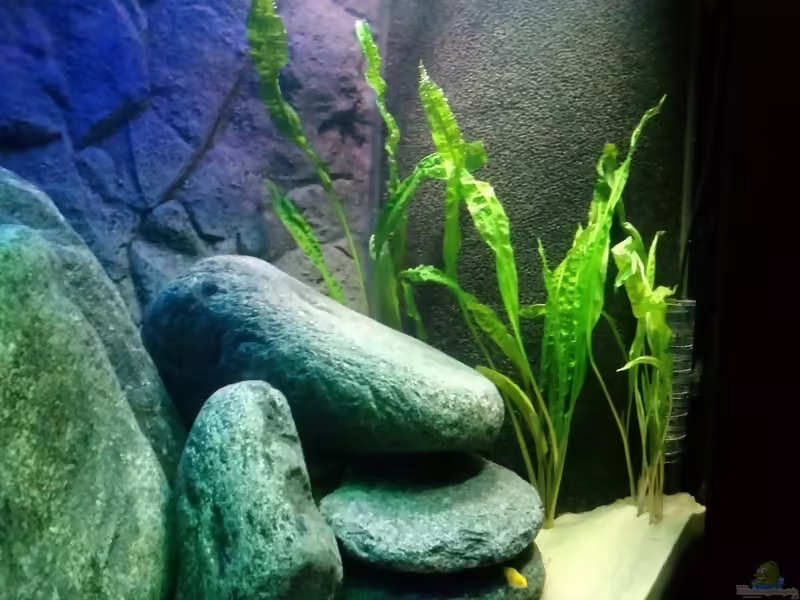 Grasblättriger Wasserkelch im Aquarium pflegen (Einrichtungsbeispiele für Cryptocoryne cordata)