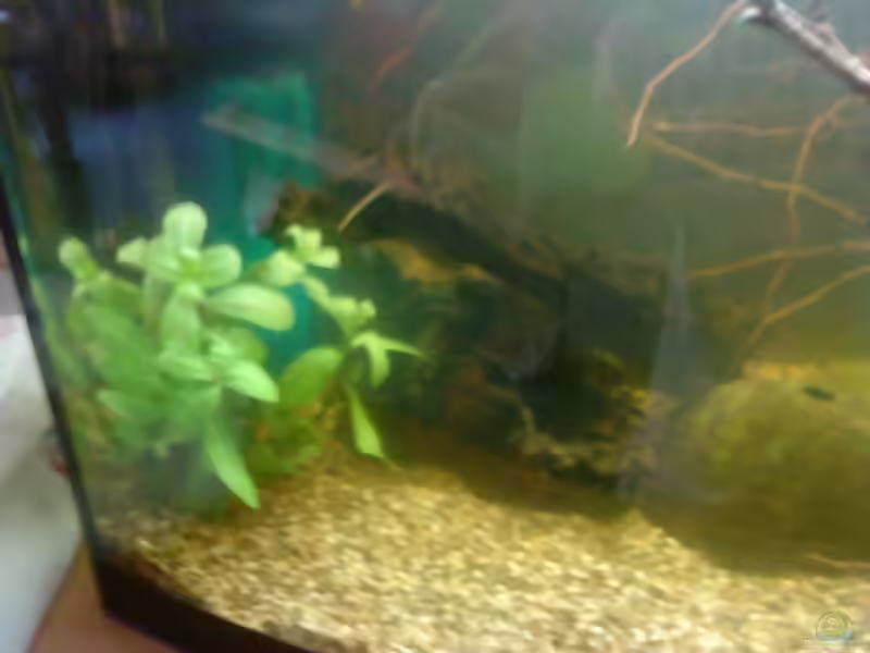 Gymnocoronis spilanthoides im Aquarium pflegen (Einrichtungsbeispiele für Falscher Wasserfreund)