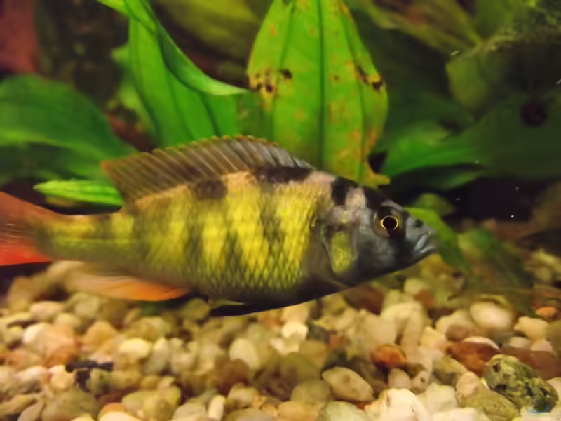 Haplochromis nyererei im Aquarium halten (Einrichtungsbeispiele für Nyereres Viktoriabuntbarsch)