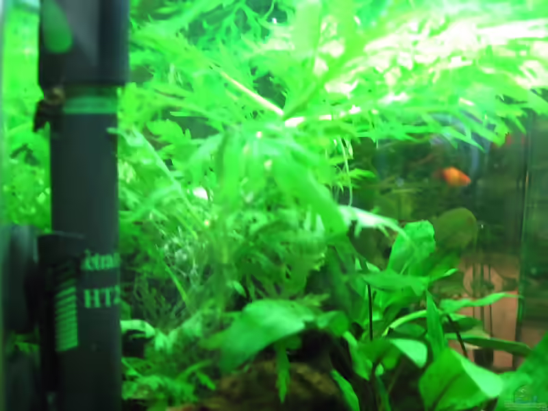 Heizstab im Aquarium verwenden (Einrichtungsbeispiele mit Heizstab)