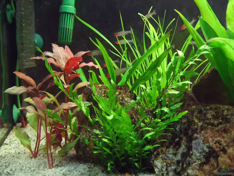 Helfers Zyperngras im Aquarium pflegen (Einrichtungsbeispiele für Cyperus helferi)