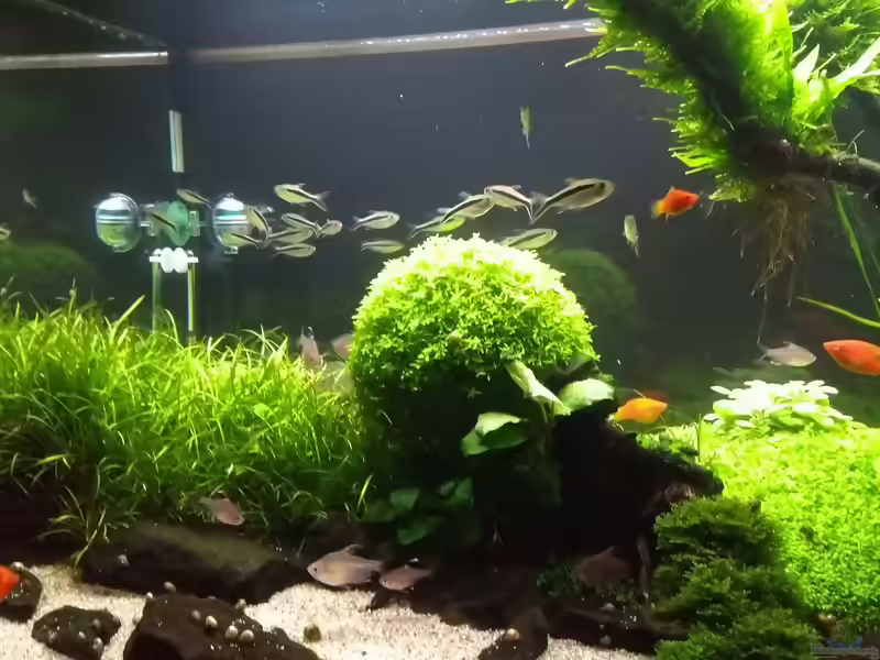 Hemianthus glomeratus im Aquarium (Einrichtungsbeispiele mit Zierliches Perlkraut)