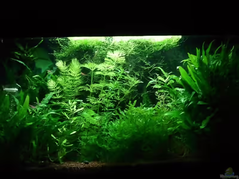 Hemianthus micranthemoides im Aquarium pflanzen (Einrichtungsbeispiele für Zierliches Perlenkraut)