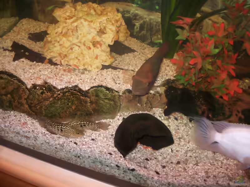 Herichthys carpintis im Aquarium halten (Einrichtungsbeispiele für Perlcichliden)