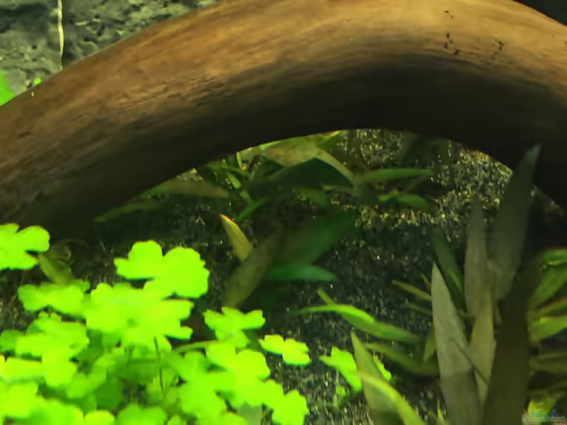 Herzblättriger Wasserkelch im Aquarium pflegen (Einrichtungsbeispiele für Cryptocoryne cordata)