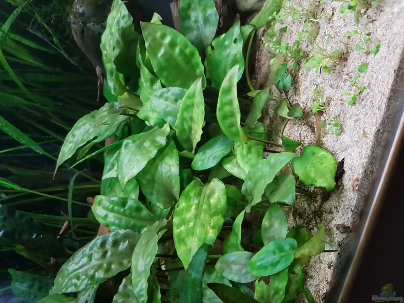 Herzblattwasserkelch im Aquarium pflegen (Einrichtungsbeispiele für Cryptocoryne pontederifolia)