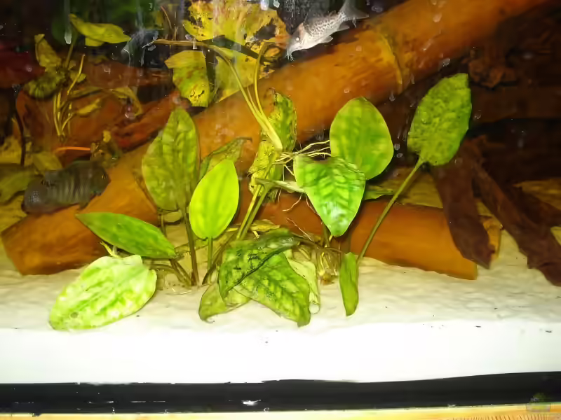 Herzblattwasserkelch im Aquarium pflegen (Einrichtungsbeispiele für Cryptocoryne pontederifolia)