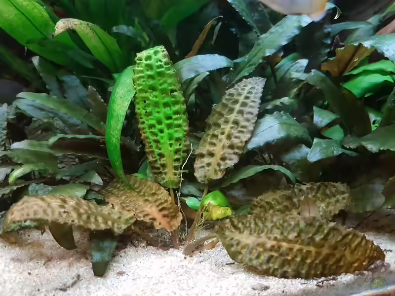 Hudoros Wasserkelch im Aquarium pflegen (Einrichtungsbeispiele für Cryptocoryne hudoroi)