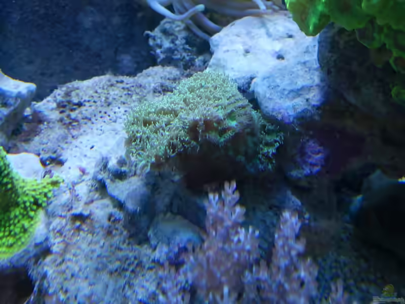 Hydnophora pilosa im Aquarium halten (Einrichtungsbeispiele für Großpolypige Steinkoralle)