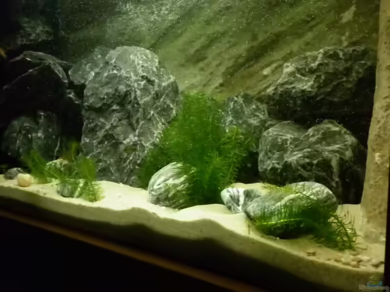 Hydrilla verticillata im Gartenteich pflegen (Einrichtungsbeispiele für Grundnessel)