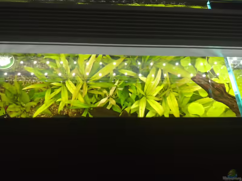 Hydrocotyle leucocephala im Aquarium (Einrichtungsbeispiele mit Brasilianischer Wassernabel)