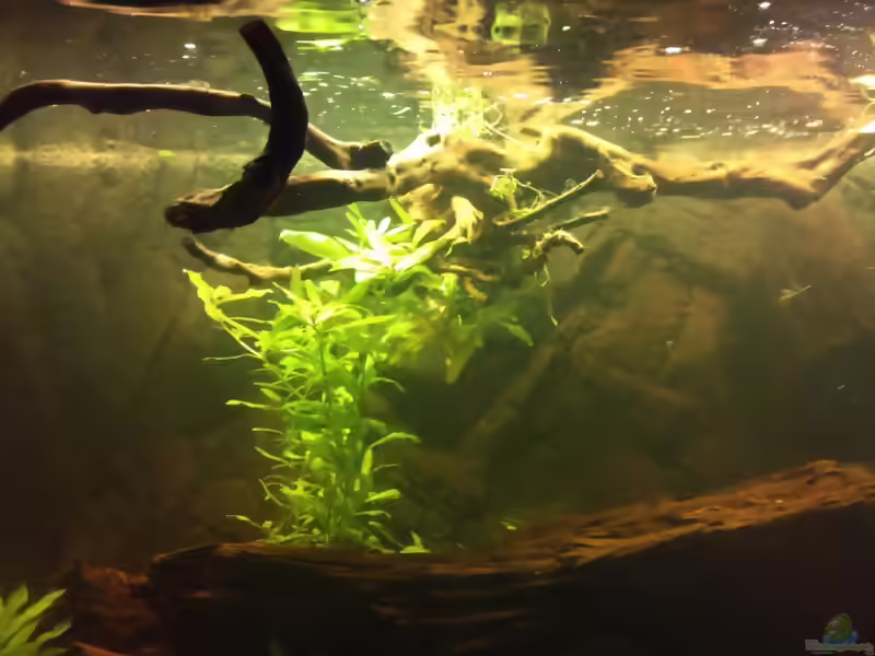 Hygrophila polysperma im Aquarium pflanzen (Einrichtungsbeispiele mit Indischer Wasserfreund)