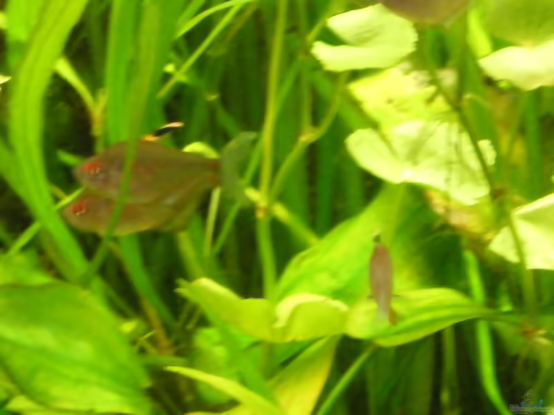 Hyphessobrycon socolofi im Aquarium halten (Einrichtungsbeispiele für Socolofs Kirschflecksalmler)
