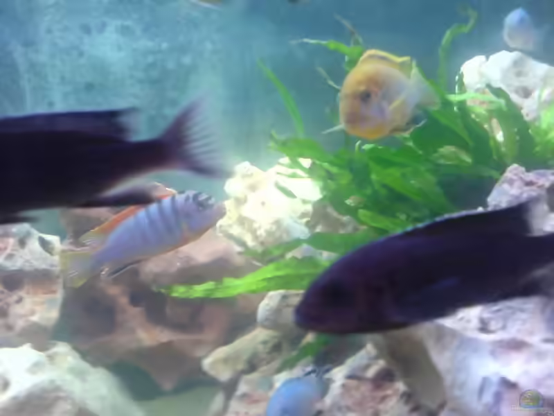 Labidochromis maculicauda im Aquarium halten (Einrichtungsbeispiele für Labidochromis maculicauda)