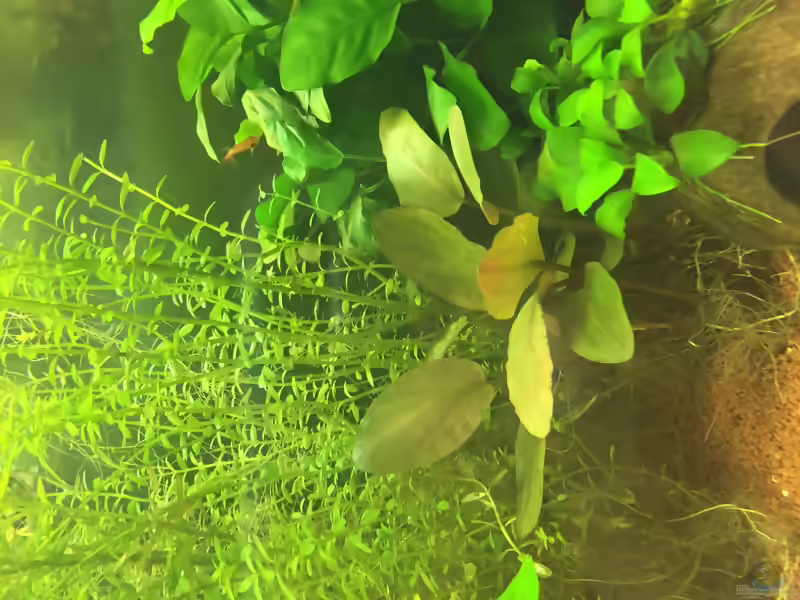 Lagenandra meeboldii im Aquarium pflanzen (Einrichtungsbeispiele mit Lagenandra meeboldii)