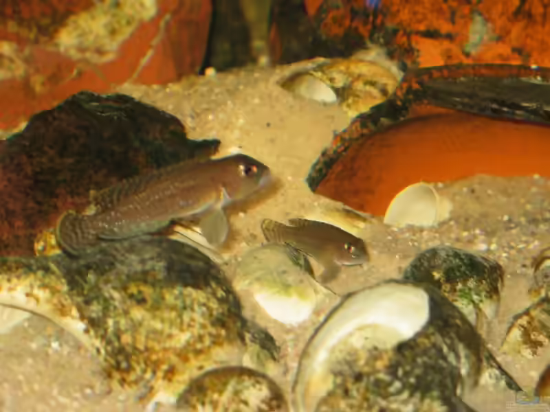 Lamprologus ornatipinnis im Aquarien halten (Einrichtungsbeispiele für L. ornatipinnis)