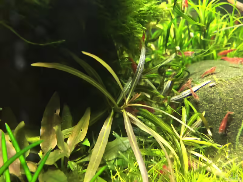 Lanzettlicher Wasserfreund im Aquarium pflegen (Einrichtungsbeispiele für Hygrophila lancea)