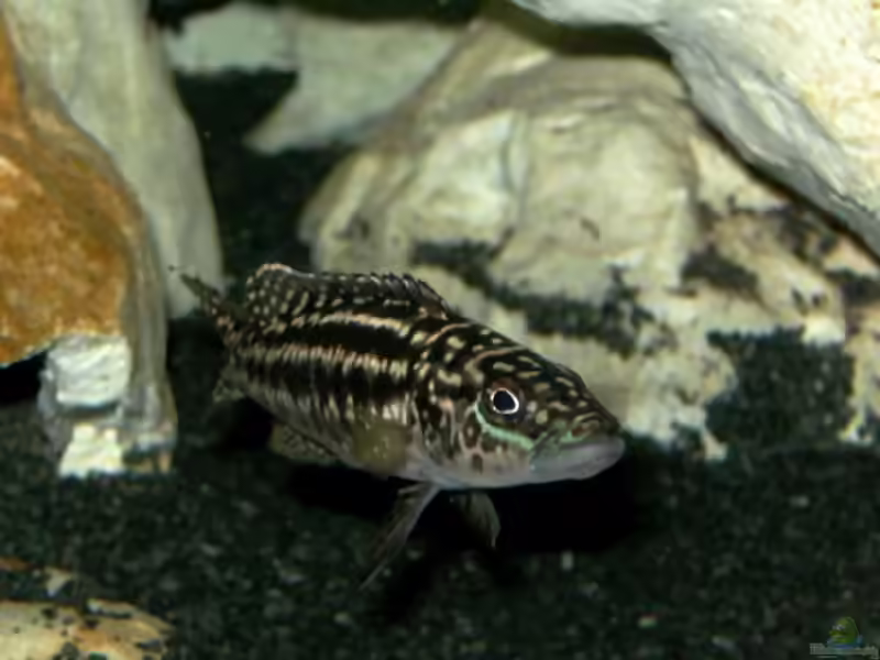 Lepidiolamprologus kendalli im Aquarium halten (Einrichtungsbeispiele für Kendalls Tanganjikasee-Buntbarsch)