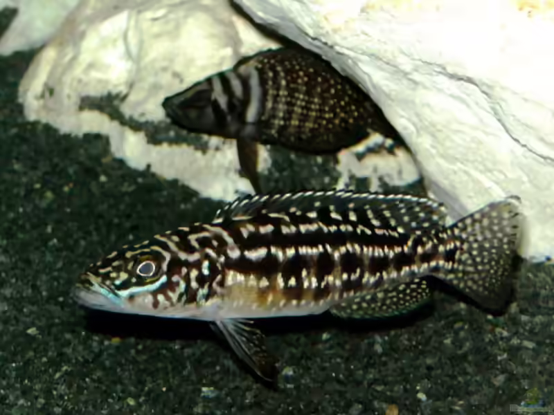 Lepidiolamprologus nkambae im Aquarium halten (Einrichtungsbeispiele für Lepidiolamprologus nkambae)