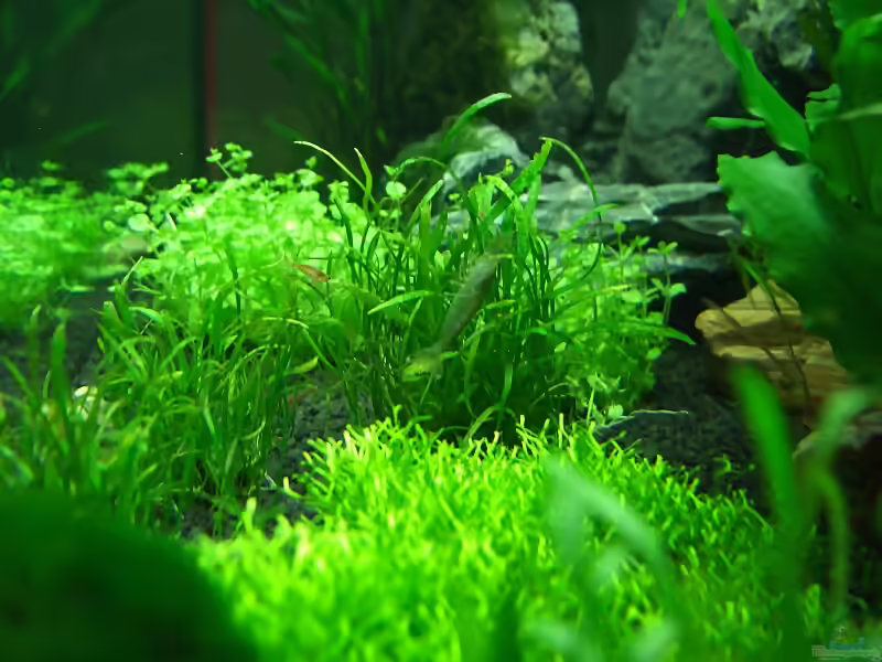 Lilaeopsis brasiliensis im Aquarium (Einrichtungsbeispiele mit Brasilianische Graspflanze)