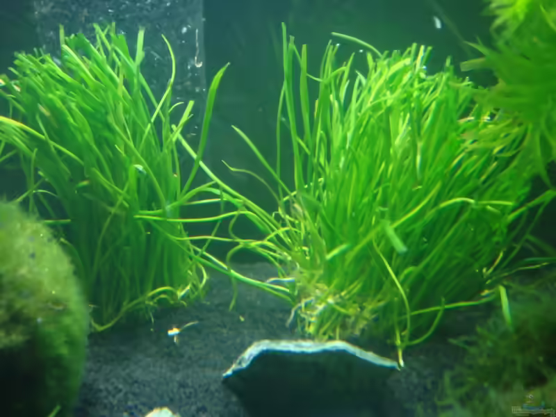 Lilaeopsis macloviana im Aquarium (Einrichtungsbeispiele mit Argentinische Graspflanze)