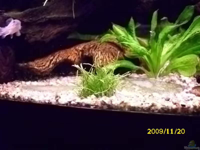 Lilaeopsis mauritiana im Aquarium pflanzen (Einrichtungsbeispiele mit Mauritius-Graspflanze)