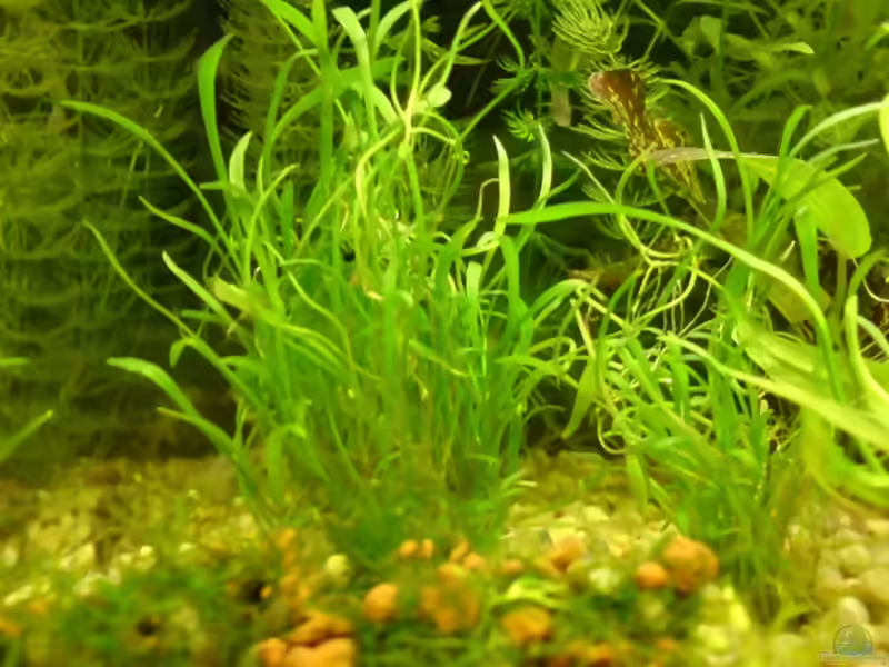 Lilaeopsis novae-zelandiae im Aquarium pflanzen (Einrichtungsbeispiele mit Neuseeland-Graspflanze)