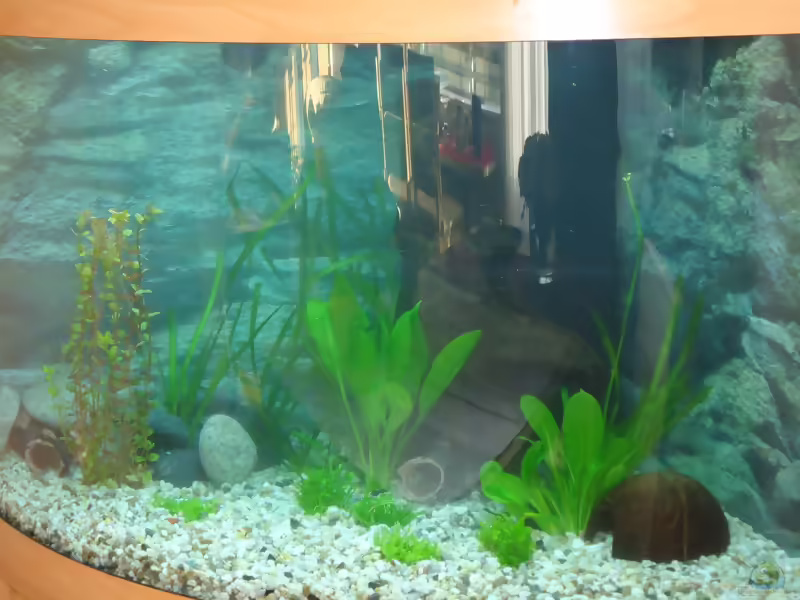 Liliaeopsis mauritiana im Aquarium pflegen (Einrichtungsbeispiele für Mauritius-Graspflanze)